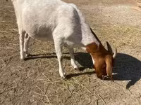 母山羊, Boer goat — 照片 1