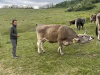 Бұқа, Қоңыр Карпат тұқымы — 2-сурет