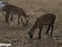 Juh, Cameroon sheep — 1. fotó