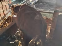 Toro, Simmental cattle — foto 1