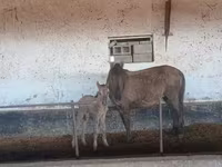 Égua, Cavalos — foto 2