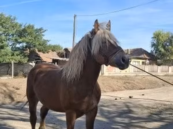 Koń, Konie — Węgry