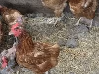 Chickens — photo 2