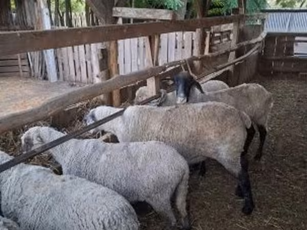 Oveja, Ovejas