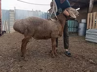 Schafe (Partie, Geschlecht nicht angegeben), Arashan sheep — Foto 1
