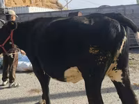 Krowa, Russian Black pied cattle — zdjęcie 2