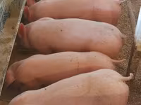 Pigs (batch, sex not specified), Крупная белая — photo 4