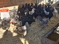 Australorp — foto 2
