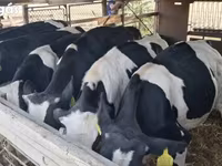 ثور, Russian Black pied cattle — الصورة 3