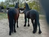 حصان, Friesian — الصورة 7