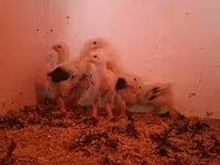 Chickens — Foto 7