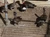 Ducks — الصورة 2