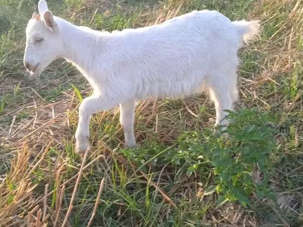 Nőstény kecske, Saanen goat