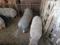 Boar, Вьетнамская вислобрюхая — photo 3