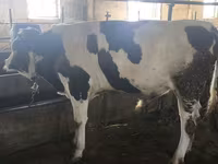 Touro, Simmental cattle — foto 6