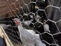 Turkeys — 照片 1