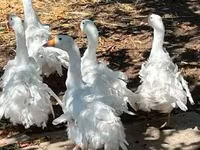 Geese — foto 3