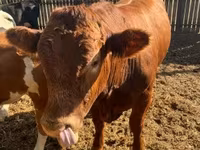 Toro, Vaca Limousin — foto 3