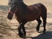 घोड़ा, घोड़े — फ़ोटो 2