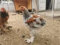 Brahma — photo 2