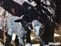 Kos, Racka sheep — 2. fotó