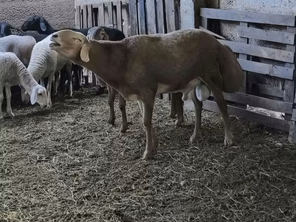 Beran, Arashan sheep