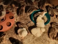 Guinea fowl — الصورة 2