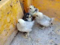 Silkie — 1. fotó