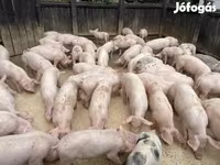 公猪, Pigs — 照片 6