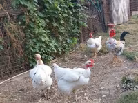 Chickens — photo 3