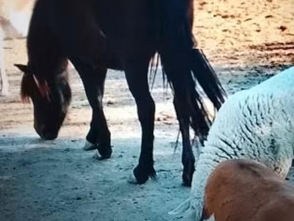 فرس, Welsh Mountain Pony