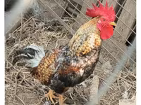 Chickens — foto 1