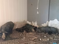 公猪, Pigs — 照片 4