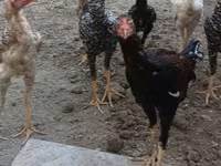 Chickens — الصورة 7