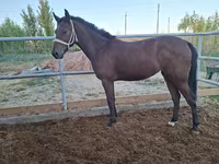 Klisna, Kazakh horse — foto 2