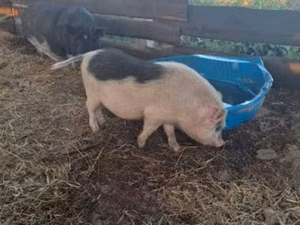 Boar,  — Hungary