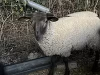 Brebis, White Suffolk sheep — photo 1