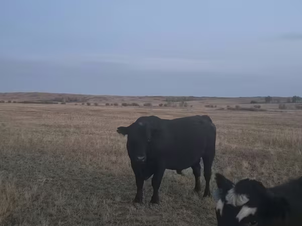 Toro, Latvian Blue cattle