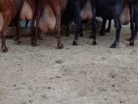 Ziege, Murcia-Granada goats — Foto 1