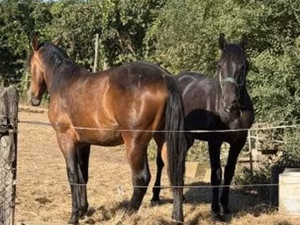 Mare, Horses — Hungary
