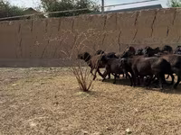 Bélier, Moutons — photo 2