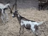 公山羊, Nubian Goat — 照片 2