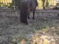 Hing, Australian Pony — 6. fotó