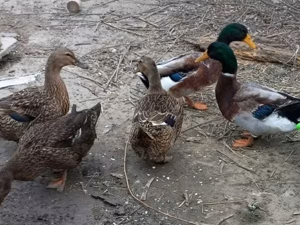 Ducks
