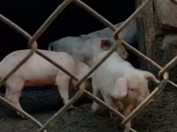 Sow, Pigs — photo 3