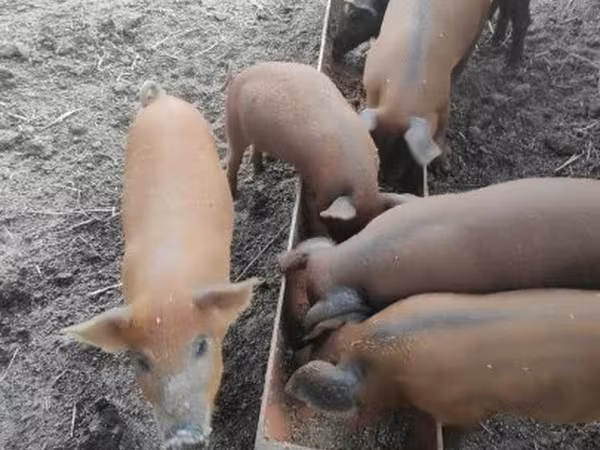 Säue, Мангалица