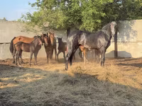 حصان, Orlov Trotter — الصورة 1