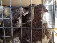 Quails — Foto 1