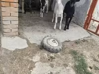 山羊（批次，未指定性别）, Goats — 照片 1