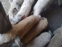 公猪, Pigs — 照片 1